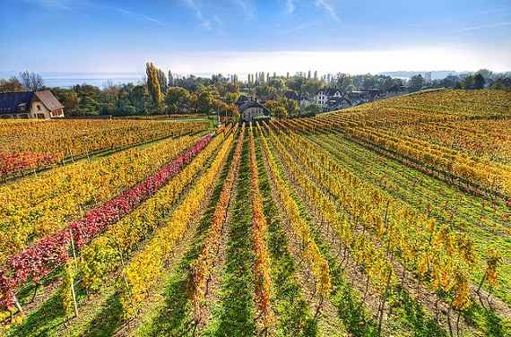 PR Agency Sought For Ribera del Duero & Rueda