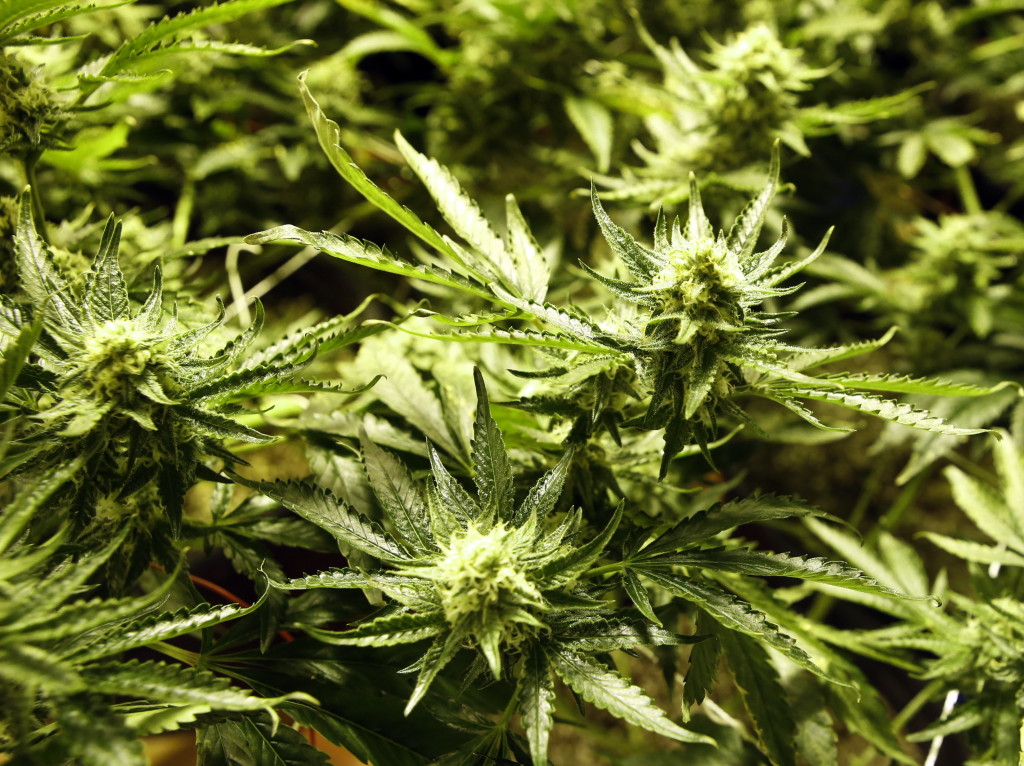 Letting Your Career go to Pot