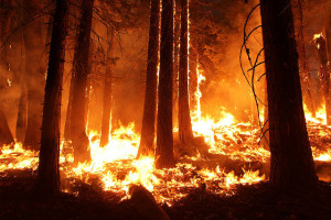 Forest Fire everything-pr