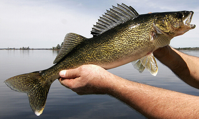 Walleye Population Decline causes PR Worries for Mille Lacs