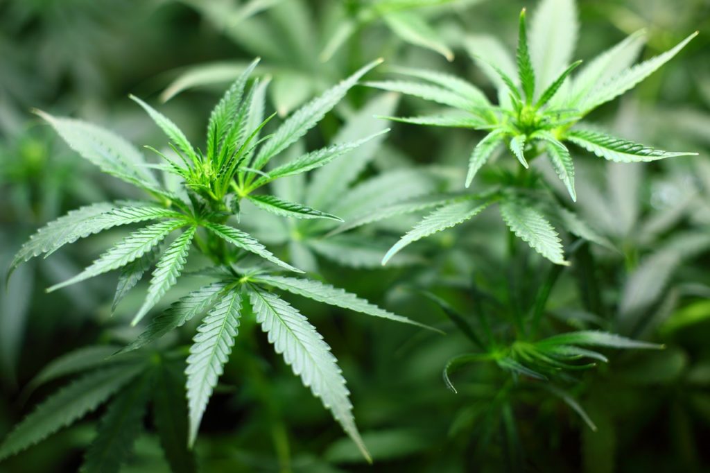 PR and Pot: What can Public Relations do for the Green Rush?