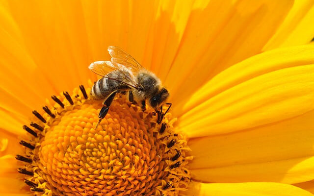 Bees Seeking Public Relations Partner
