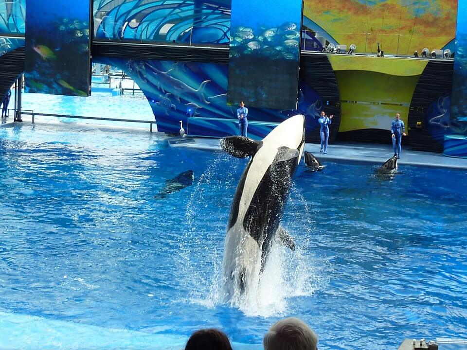 SeaWorld Chairman is Out