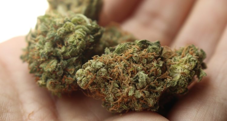 Government of Canada Seeks Marketing Firm For Cannabis Public Education and Awareness Campaign