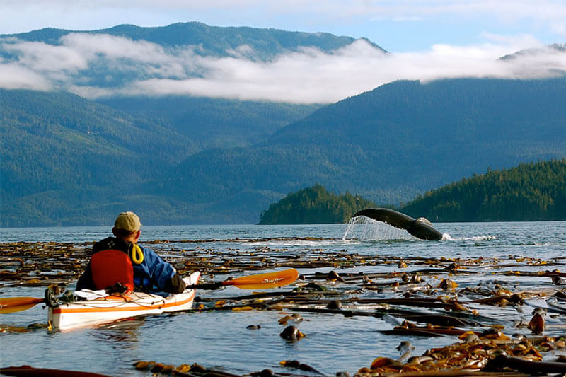 Vancouver Island Health Authority Seeks Digital Agency