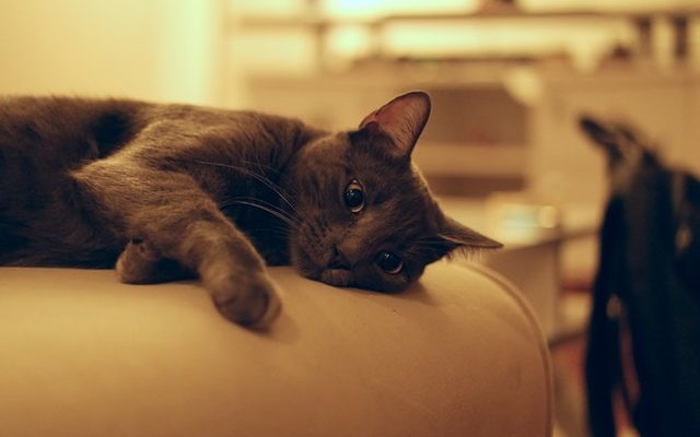 Digital Agency Sought By The Animal Medical Center (AMC)