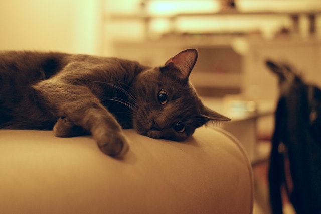 Digital Agency Sought By The Animal Medical Center (AMC)