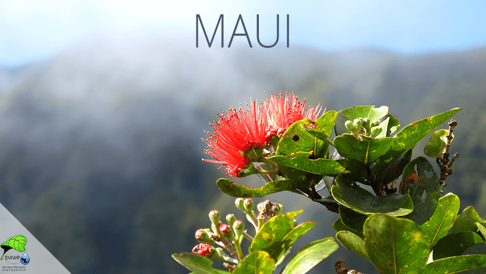 County of Maui Marketing Sought