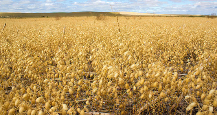 Montana Pulse Crop Committee Seeks Marketing Firm 