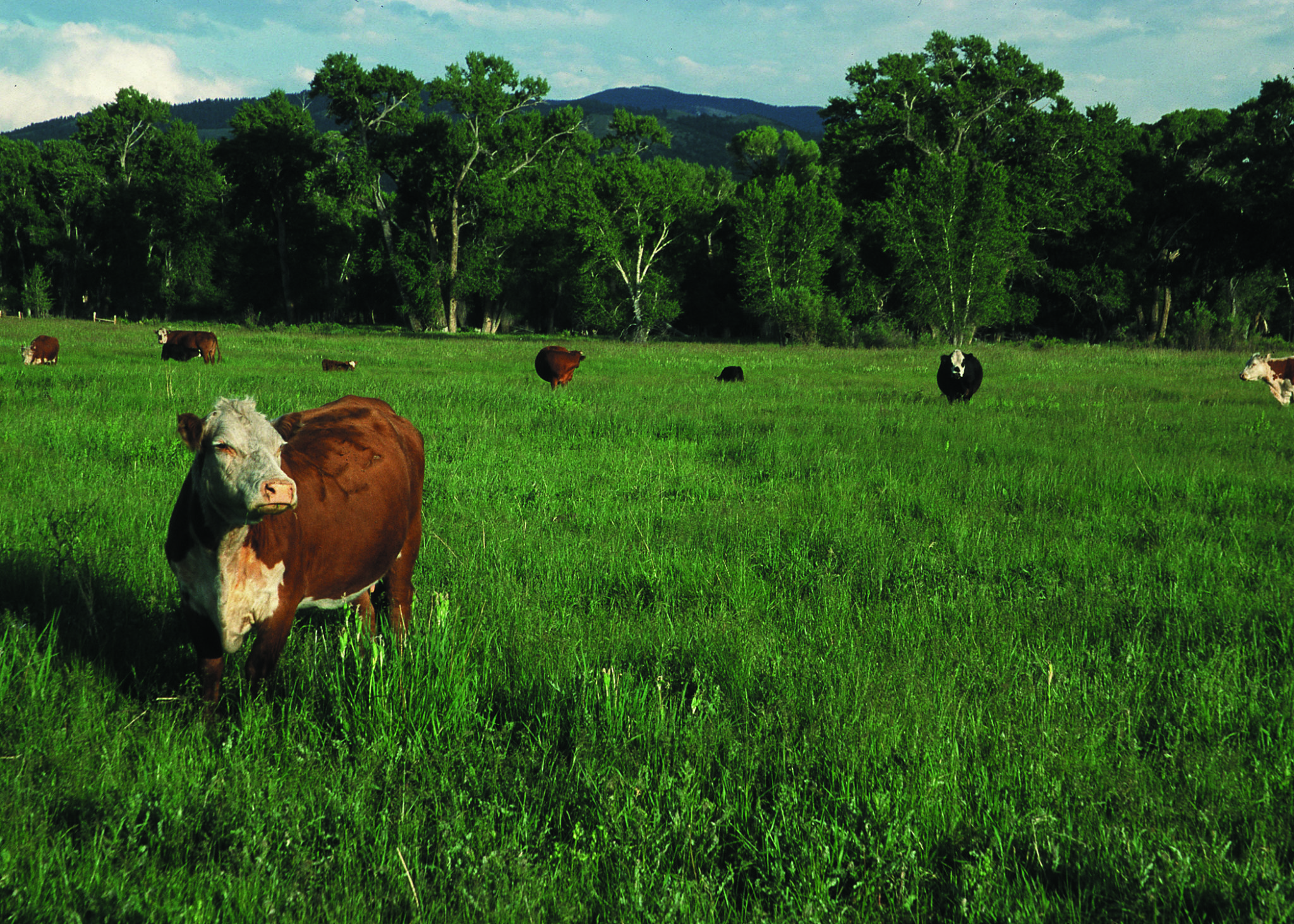 Colorado Department of Agriculture Issues Public Relations RFP