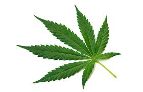 Marketing and Communication Services for the Cannabis Licensing Program