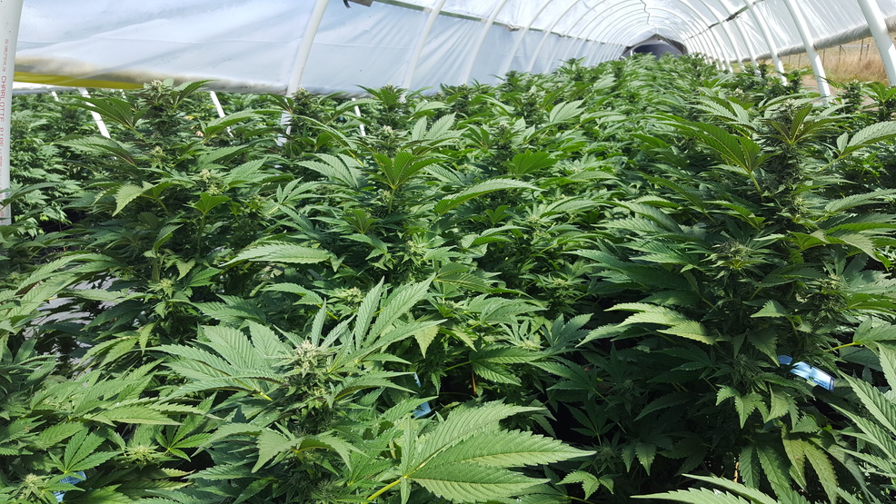 Partnership Opportunities for CBD Brands
