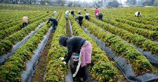 Marketing Firm Needed For Washington Agriculture