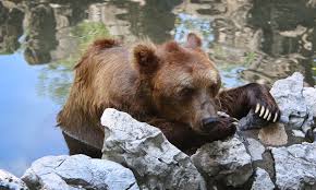 Visitors Film Shanghai Zoo Bear Attack