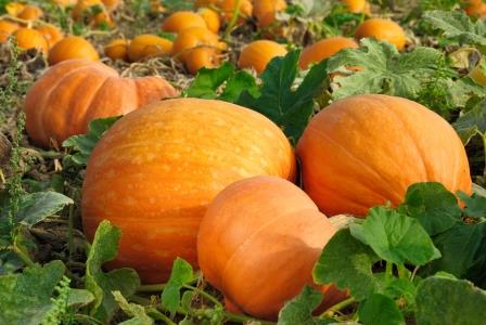 Marketing RFP Issued By Massachusetts Department of Agricultural Resources Grant Announcement