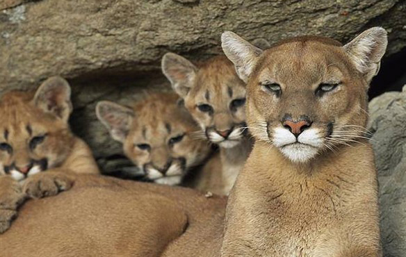 Marketing RFP Issued By The Utah Division of Wildlife Resources
