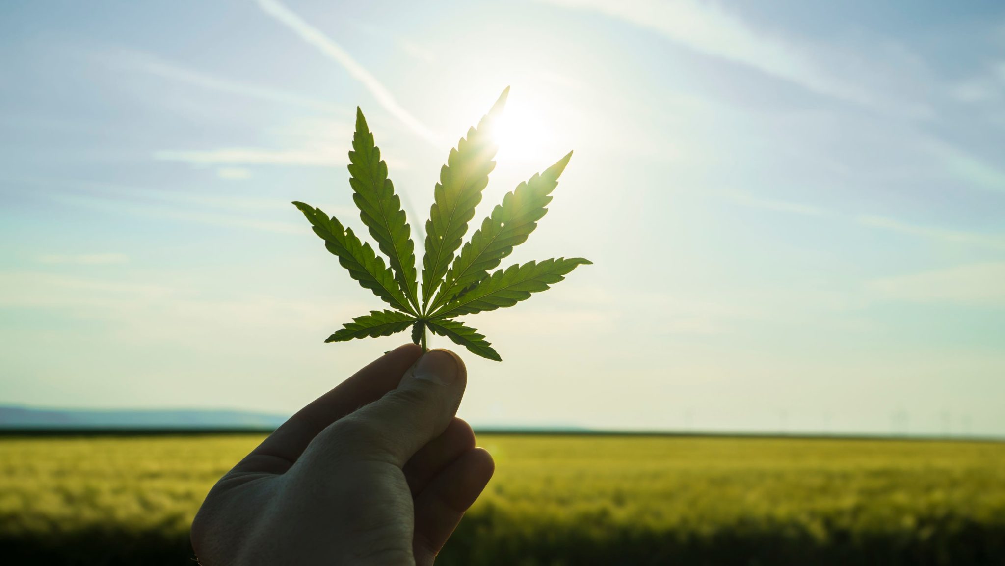 YOUTH CANNABIS COMMUNICATION CAMPAIGN
