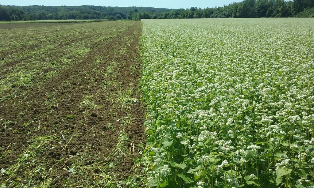 RFP Information for 2021 Cover Crop Marketing Campaign