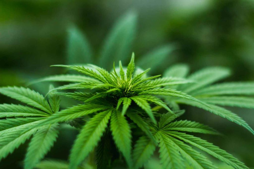 Public Relations Cannabis RFP Issued