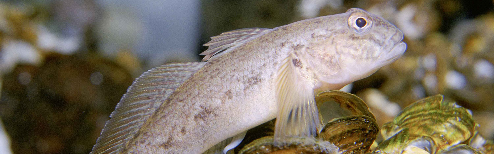 Aquatic Invasive Species (AIS) targeted marketing campaign