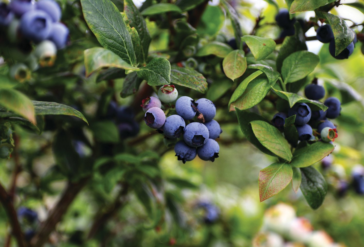 WASHINGTON BLUEBERRY COMMISSION WASHINGTON BLUEBERRY DOMESTIC MARKETING AND PROMOTIONAL SERVICES