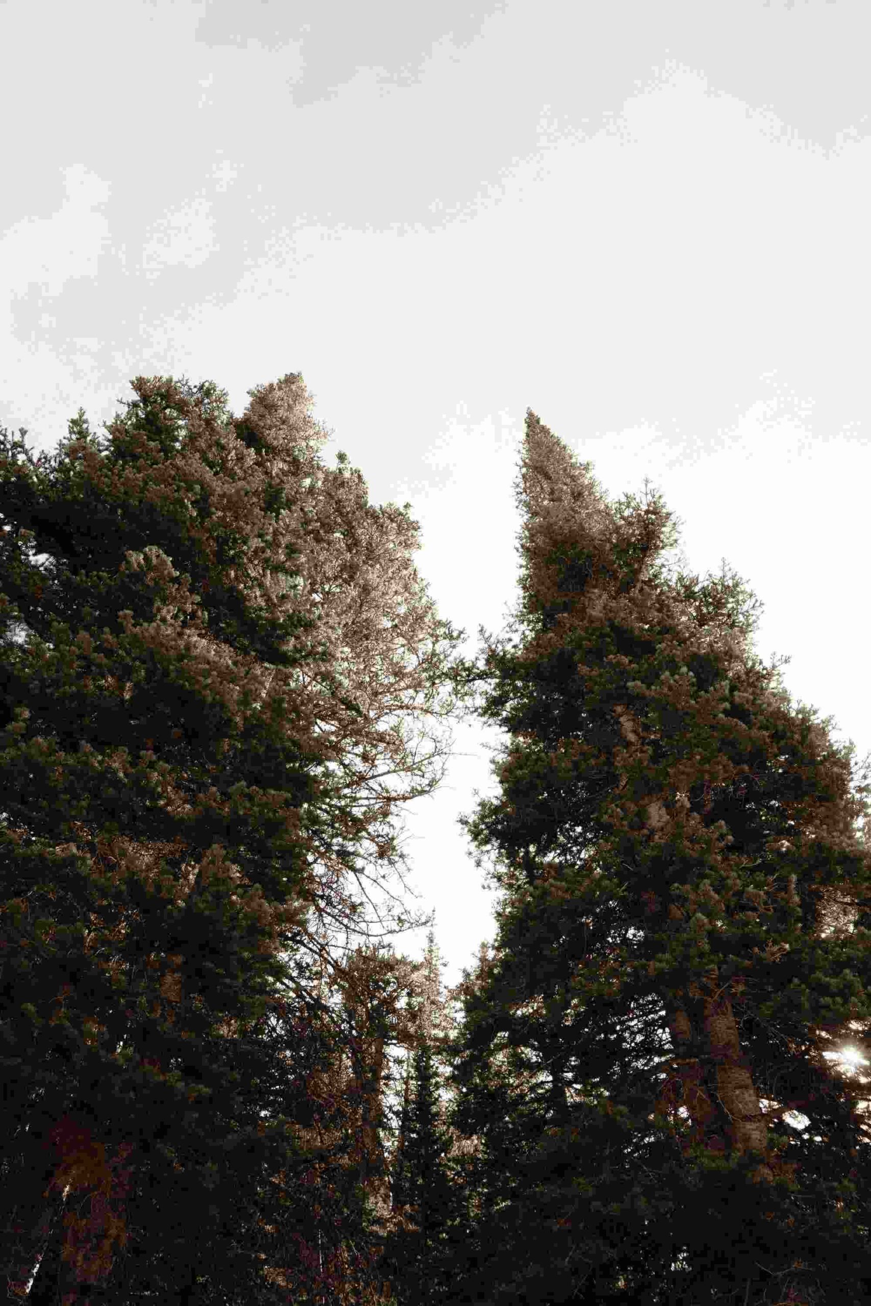 Unveiling the Magic of Evergreen Content and Its Enduring Impact in the Digital Landscape